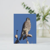 Merlin briefkaart (Staand voorkant)