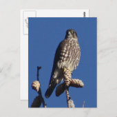 Merlin briefkaart (Voorkant / Achterkant)