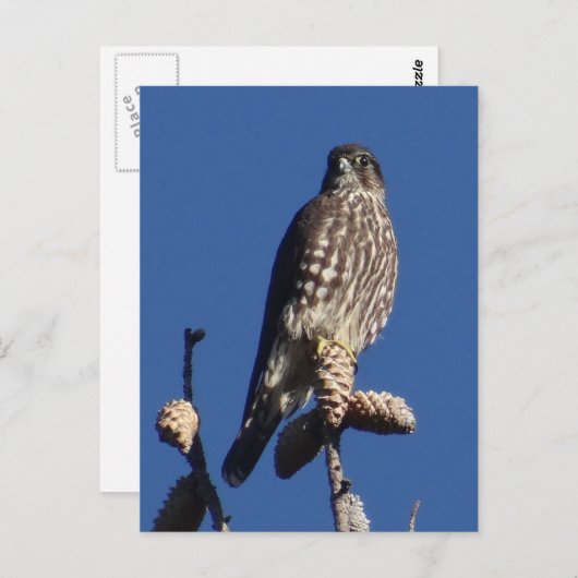 Merlin briefkaart (Voorkant / Achterkant)