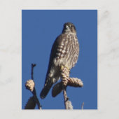 Merlin briefkaart (Voorkant)