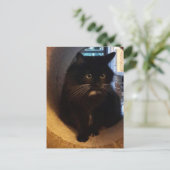 Merlin dans la carte postale du tunnel (Debout devant)