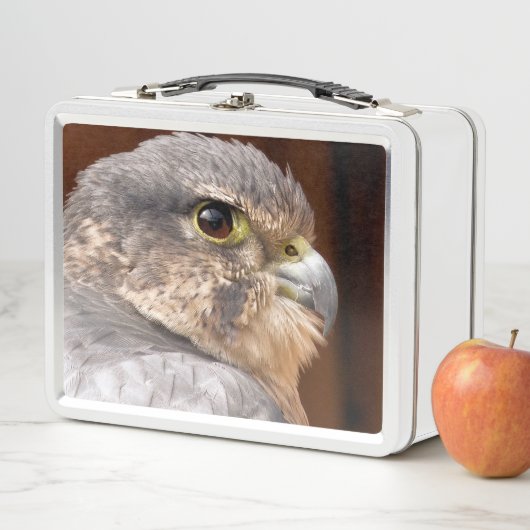 MERLIN FALCON BIRD VAN PREY (In situ)