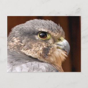 MERLIN FALCON BIRD VAN PREY BRIEFKAART