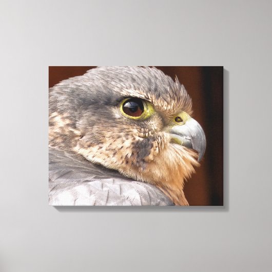 MERLIN FALCON BIRD VAN PREY CANVAS AFDRUK (Voorkant)