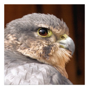 MERLIN FALCON BIRD VAN PREY FOTO AFDRUK