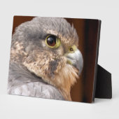 MERLIN FALCON BIRD VAN PREY FOTOPLAAT (Zijkant)