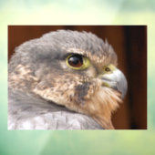 MERLIN FALCON BIRD VAN PREY RAAMSTICKER (Vel 3)