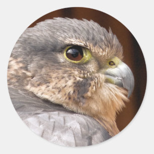 MERLIN FALCON BIRD VAN PREY RONDE STICKER