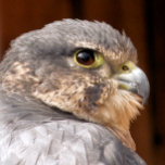 MERLIN FALCON OISEAU DE PREY<br><div class="desc">Un design photographique d'un bel oiseau de proie le faucon merlin.</div>