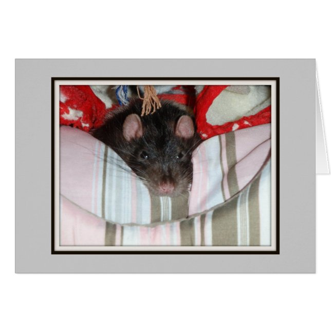 Merlin Lazy (Voorkant Horizontaal)