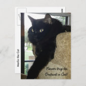 Merlin the Cat Quote Briefkaart (Voorkant / Achterkant)