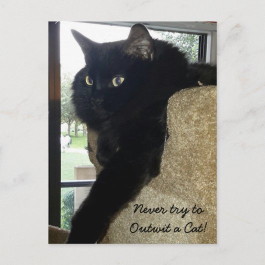 Merlin the Cat Quote Briefkaart (Voorkant)