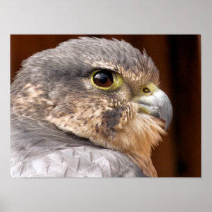 MERLIN VALK ROOFVOGEL POSTER