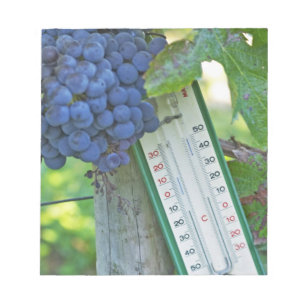 Merlotdruiven bij Chateau la Grave Figeac, een Notitieblok