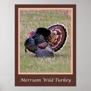 Merriam Wild Turkey Poster