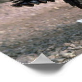 Merriams wilde kalkoen, struikgewas poster (Hoek)