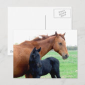 Merrie en Haar Veulen Briefkaart (Voorkant / Achterkant)