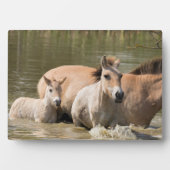 Merrie met veulen die een rivier oversteekt fotoplaat (voorkant)