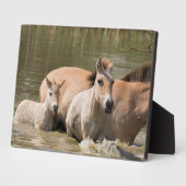 Merrie met veulen die een rivier oversteekt fotoplaat (Zijkant)