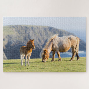 Merrie met veulen, Shetlandeilanden, Schotland Legpuzzel
