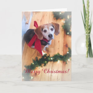 Merry Christmas Beagle Blank Kaart