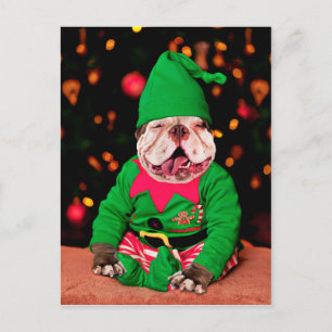 Merry Pitmas, Pit Bull Style Briefkaart