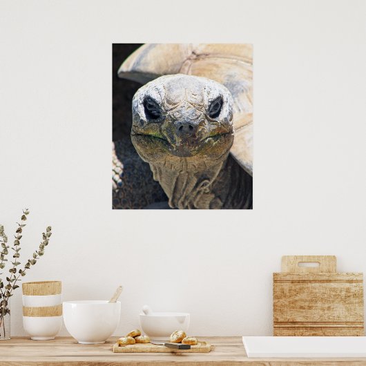 Merveilleuse affiche de tortue ! (Cuisine)