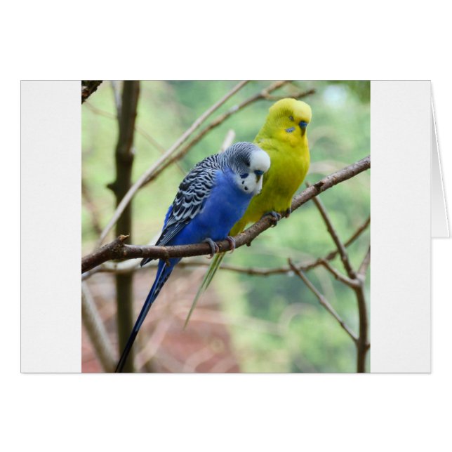 Merveilleux Budgie (Devant horizontal)