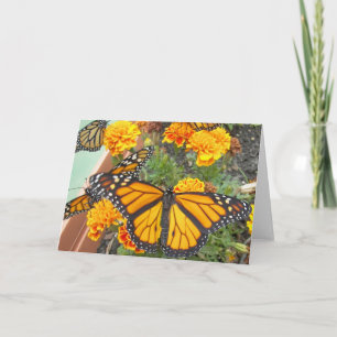 Mes cartes de vœux Papillons Monarques