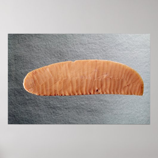 mes poster (Voorkant)