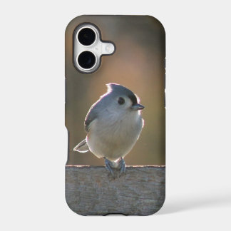 Mésange à tête noire
