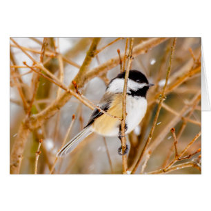 Mésange à tête noire - Photographie originale