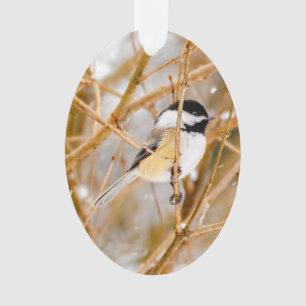 Mésange à tête noire - Photographie originale