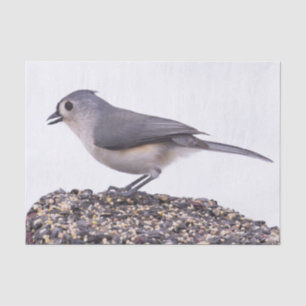 Mésange à tête noire sur papier de soie de graines