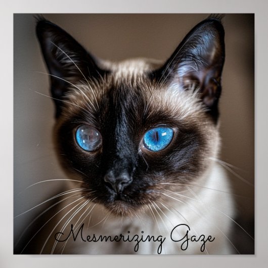 Mesmeriserende blik: Siamese kat Poster (Voorkant)