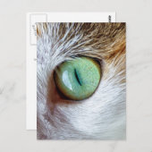 Mesmerizing Beauful Green Cat's Eye Briefkaart (Voorkant / Achterkant)