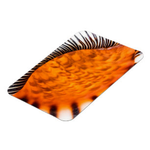 Mesmerizing seashell magneet