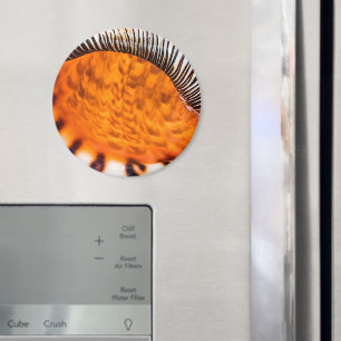 Mesmerizing seashell magneet