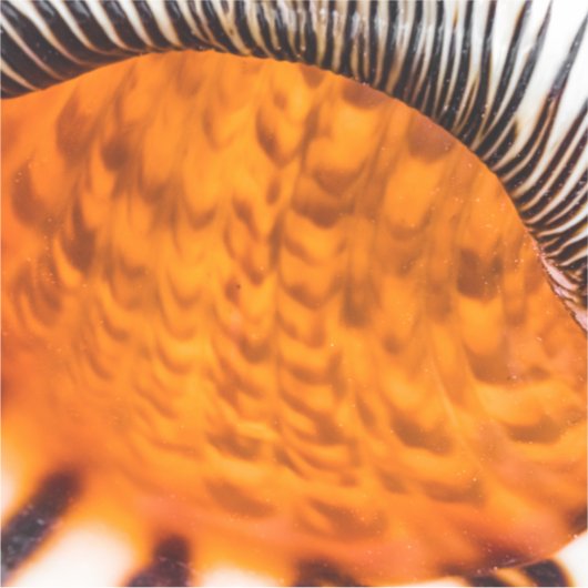 Mesmerizing seashell sticker (Voorkant)