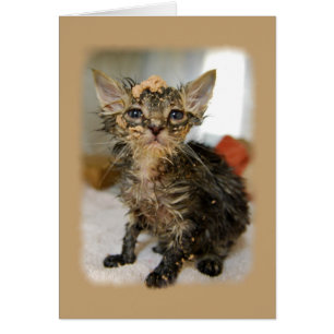 Messy Kitten Kaart