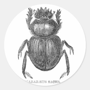 Mestkever antieke pen- en inkttekening ronde sticker