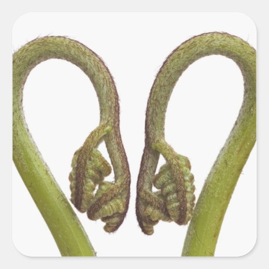 Mestkiemen 2 vierkante sticker (Voorkant)