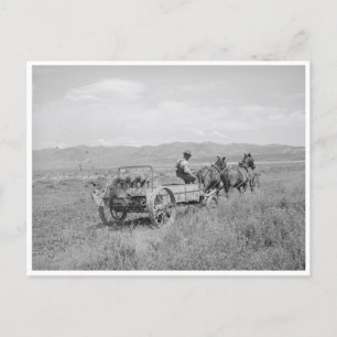 Mestspreadres Briefkaart