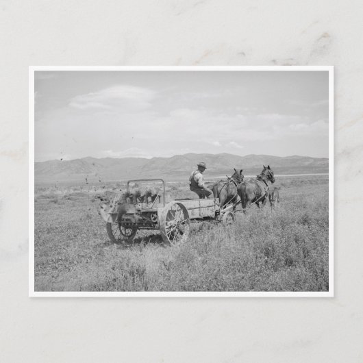 Mestspreadres Briefkaart (Voorkant)