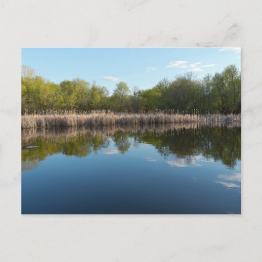 Met bomen beklede Pond en Reedy Marsh in het voorj Briefkaart (Voorkant)