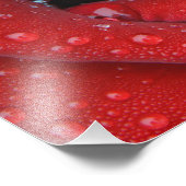 Met dew bedekte rode rozen ter decoratie van graf  foto afdruk (Hoek)