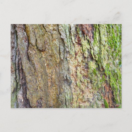 met mos bedekte boomschors briefkaart (Voorkant)