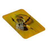 Met polen bedekte bijen magneet (Rechterzijde)