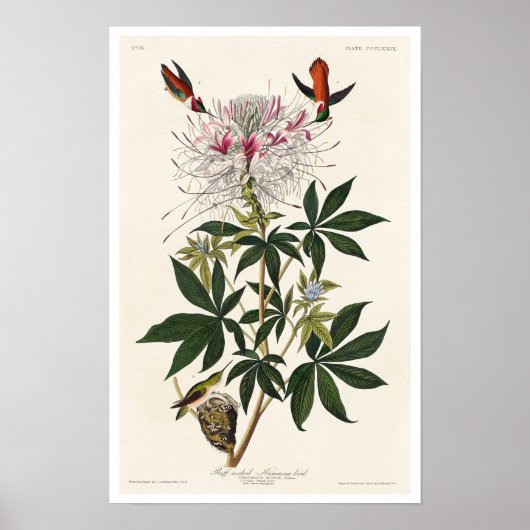 Met slijmvliezen van het Poster van Audubon (Voorkant)