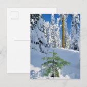 Met sneeuw bedekt bos in Oregon Briefkaart (Voorkant / Achterkant)
